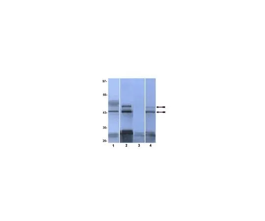 62-8383-92 Anti-phospho-JNK (Thr183/Tyr185, Thr221/Tyr223 ); 200 μg 07-175