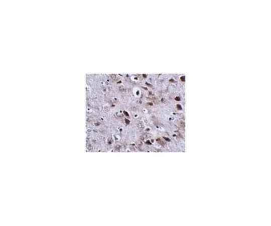 62-8467-39 Anti-TMEM18 ABN471