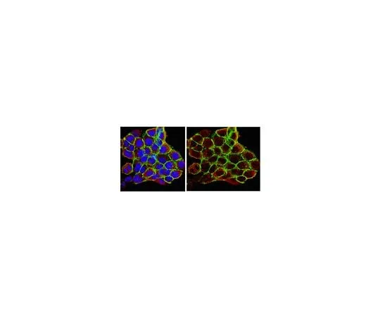 62-8388-75 Anti-Heat Shock Protein 90α; 100 μg 7-74