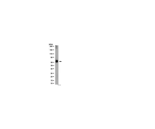 62-8454-43 Anti-Serotonin Transporter; 100 μg AB10514P