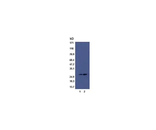 62-8393-37 RalB Activation Assay Kit (non-radioactive); 20 assays 17-439