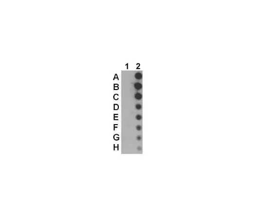 62-8386-82 Anti-phospho-JAK1 (Tyr1022/1023) 07-849-I