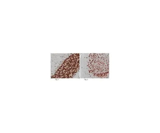 62-8465-68 Anti-NeuN; 100 μL ABN90