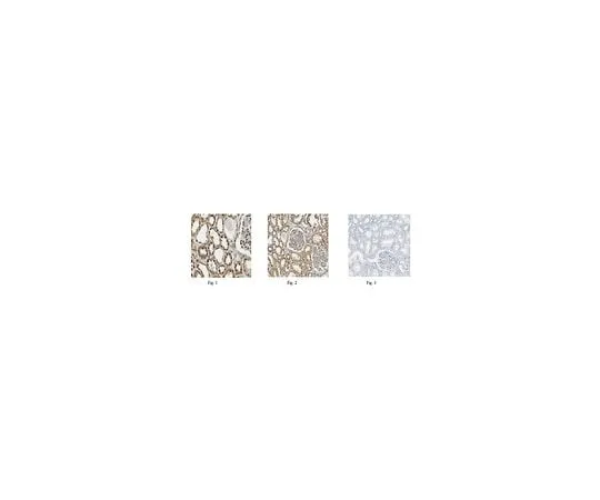 62-8462-12 Anti-PRDM16 ABE543