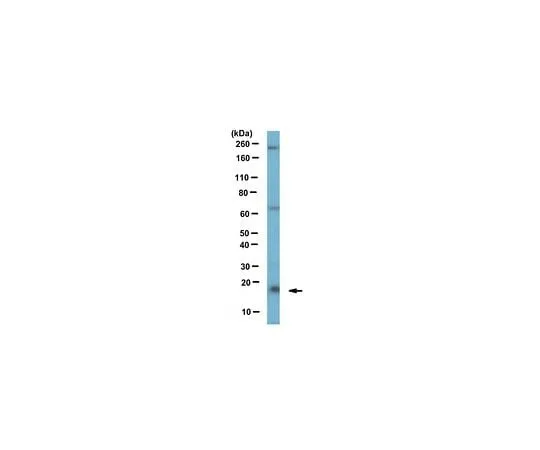 62-8461-86 Anti-Centrin-2 Antibody ABE480