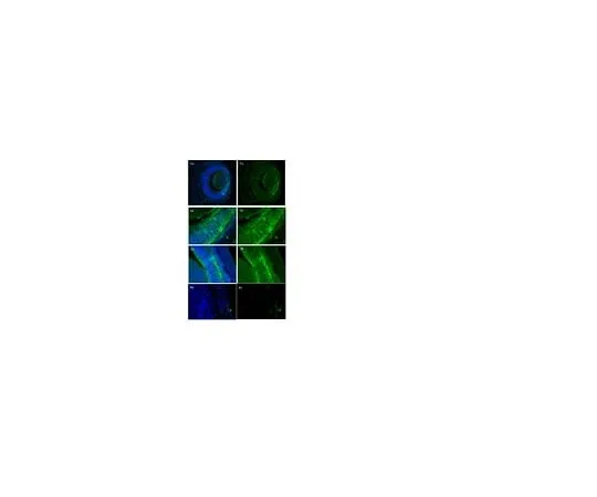 62-8467-13 Anti-RalDH3 (ALDH1A3) ABN427