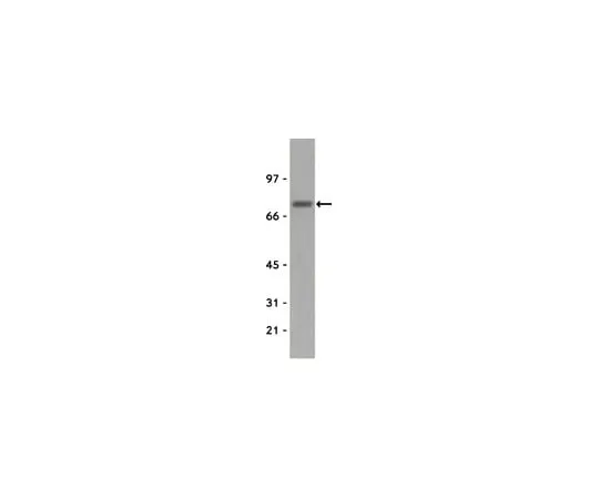 62-8370-68 Anti-ZAP-70, clone 2F3.2; 250 μg 05-253