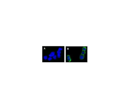 62-8392-54 Anti-phospho-erbB-2/HER-2 (Tyr1248), Alexa Fluor(R) 488 conjugate; 100 μg 16-235