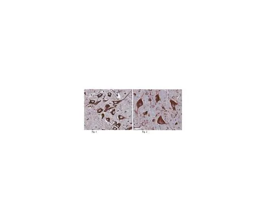 62-8466-51 Anti-MANF ABN306