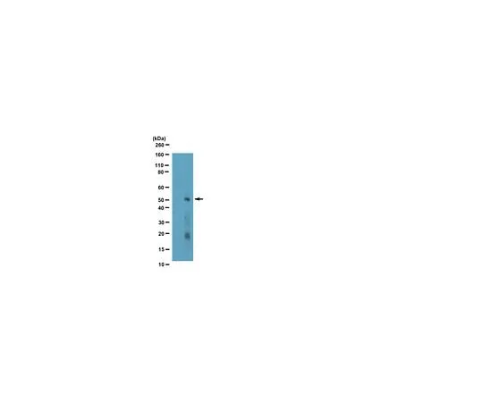 62-8387-53 Anti-phospho-Smad3 (Ser423/425); 100 μL 07-1389