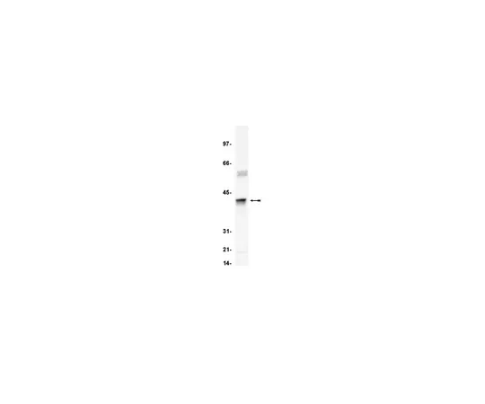 62-8370-83 Anti-Clusterin α chain (human), clone 41D; 100 μg 05-354