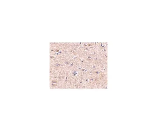 62-8467-85 Anti-VGF ABN652