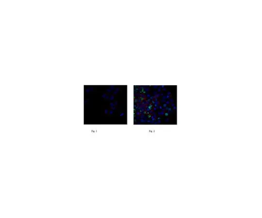 62-8372-10 Anti-phospho-Histone H2A.X (Ser139), clone JBW301, Alexa Fluor(R) 488 Conjugate 05-636-AF488