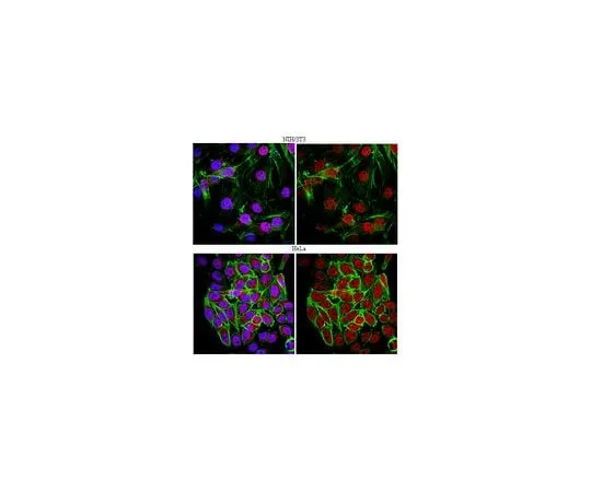 62-8460-20 Anti-FoxP1; 100 μL ABE68