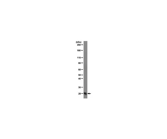 62-8369-62 Anti-Centrin, clone 20H5; 100 μg 04-1624