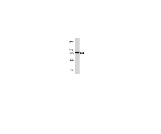 62-8393-50 ChIPAb+ Sp1; 25 assays 17-601