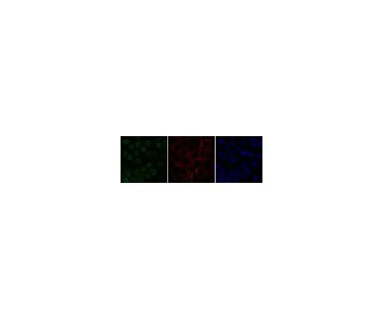 62-8386-53 Anti-monomethyl Histone H4 (Lys20) Antibody, Alexa Fluor(R) 488 conjugate 07-748-AF488
