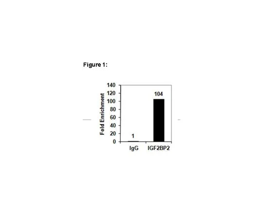 62-8367-75 RIPAb+(TM) IGF2BP2; 10 assays 03-251
