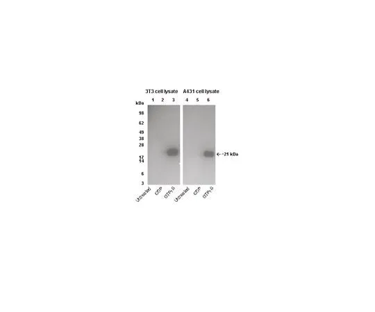 62-8391-75 PAK-1 PBD (agarose free); 300 μg 14-864
