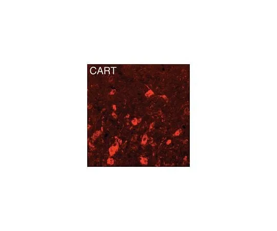 62-8449-76 Anti-Cocaine and Amphetamine Related Transcript; 50 μg AB5340P