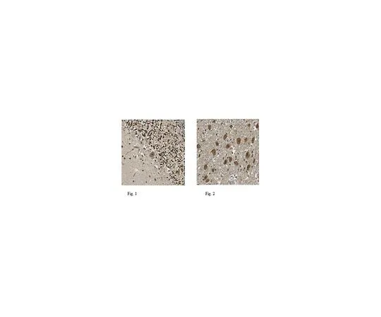 62-8461-91 Anti-NSD2 ABE490