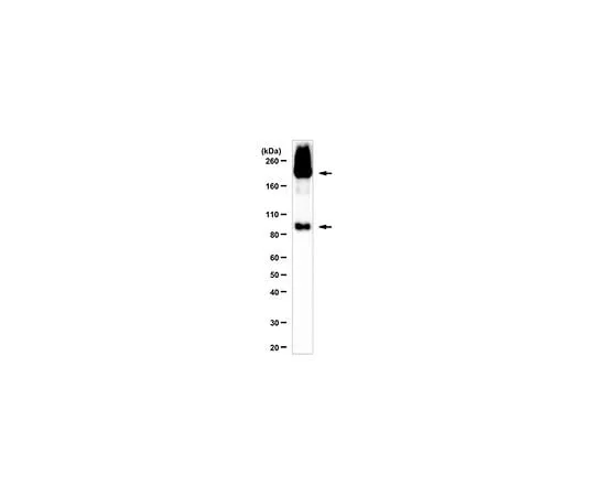 62-8384-24 Anti-mGluR2 07-261-I