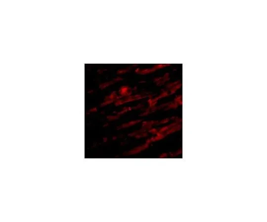 62-8464-85 Anti-UNC93B1 ABF215
