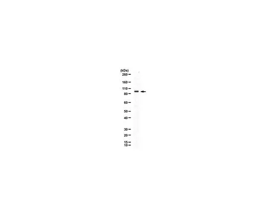 62-8463-66 Anti-Glucocorticoid Receptor Antibody ABE1424