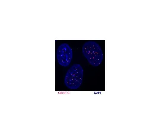 62-8464-16 Anti-CENP-C Antibody ABE1957