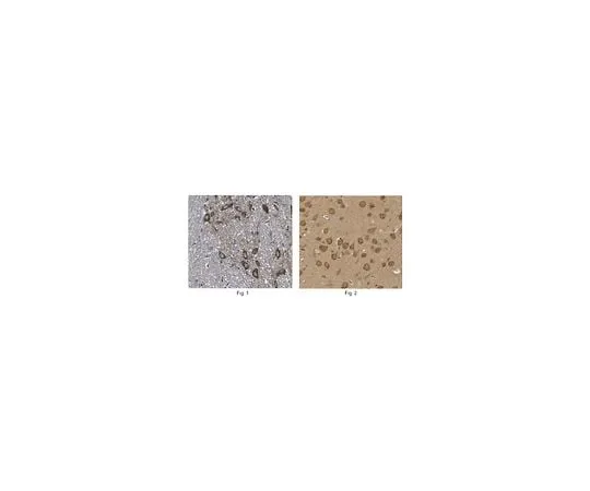 62-8467-18 Anti-ELFN1 ABN438