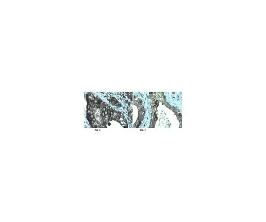 62-8448-87 Anti-DDX4 (Vasa); 100 μL AB4330