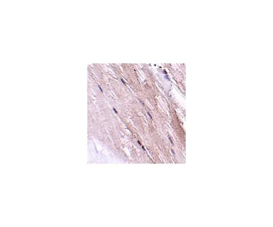 62-8466-83 Anti-NIPSNAP2 ABN354