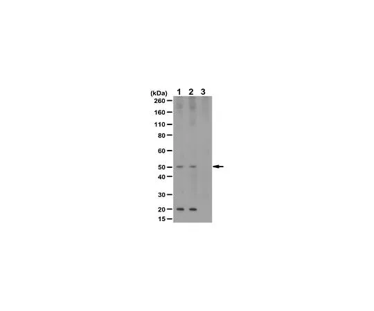 62-8467-93 Anti-phospho GLUT-1 Antibody (Ser226) ABN991