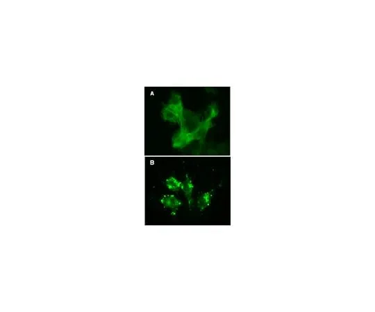 62-8394-50 LentiBrite(TM) GFP-β-actin Lentiviral Biosensor 17-10204