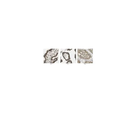 62-8466-39 Anti-Cullin-5 (CUL5) ABN289