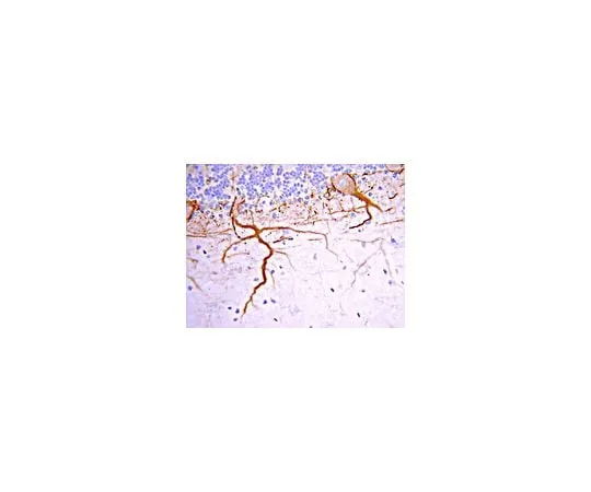 62-8446-19 Anti-Neurofilament M (145 kDa), C-terminus; 50 μL AB1987