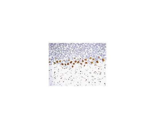 62-8450-01 Anti-Nitrotyrosine; 100 μg AB5411