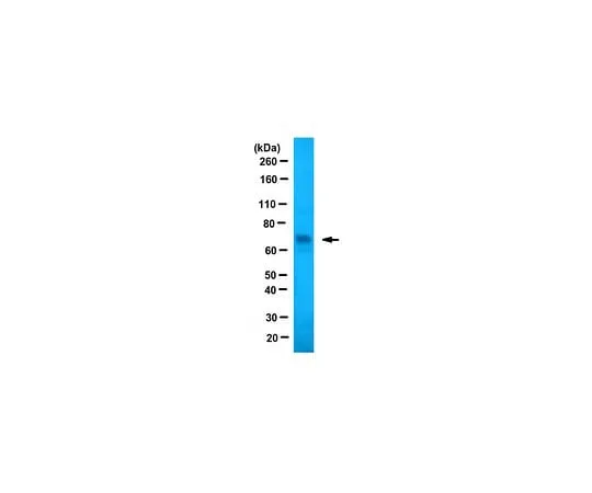 62-8463-18 Anti-JMJD2E/KDM4E ABE1081 ABE1081