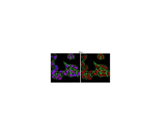 62-8460-24 Anti-FoxP4; 100 μL ABE74