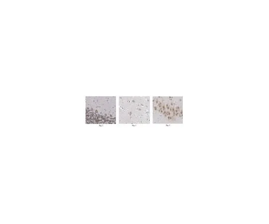 62-8466-28 Anti-NSG1 Antibody ,Cat. No. ABN257 ABN257