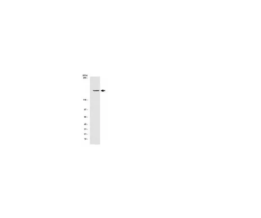 62-8368-54 Anti-IRS1, clone AW58; 100 μL 04-784