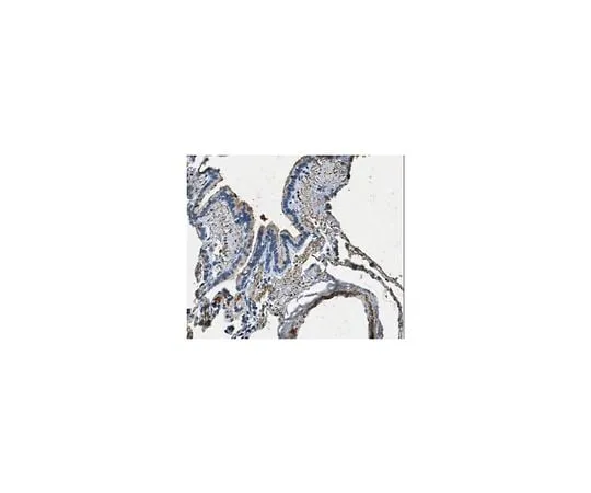 62-8447-79 Anti-Surfactant Protein A Antibody Cat. No. AB3420-I AB3420-I