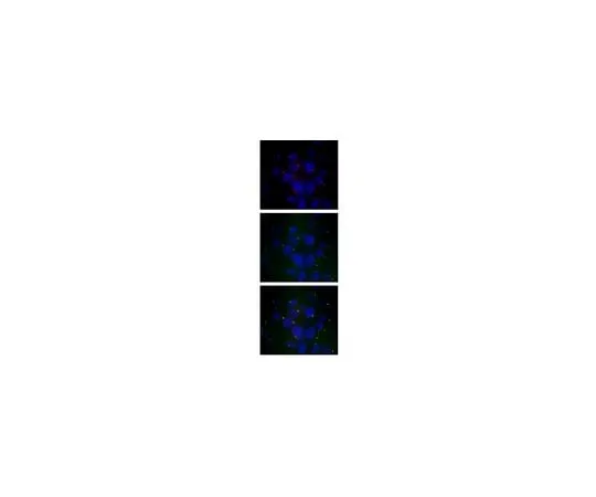 62-8459-08 Anti-IFT88 Antibody ABC932