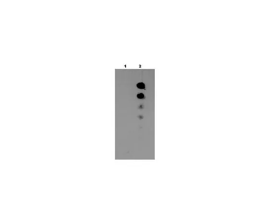 62-8448-88 Anti-acetyl-MVH (Lys405); 100 μL AB4332
