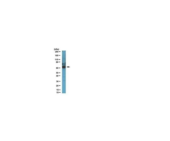 62-8383-10 Anti-CDT1; 100 μL 06-1295