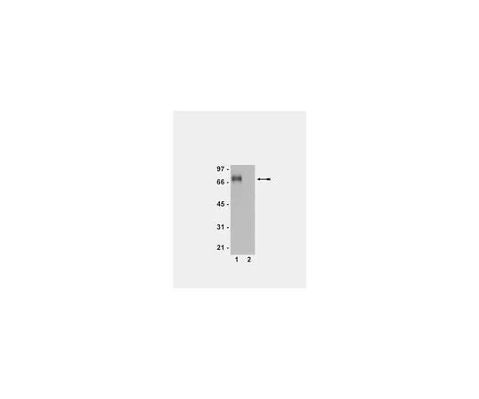 62-8386-58 Anti-phospho-Flt-1 (Tyr1213); 100 μL 07-758