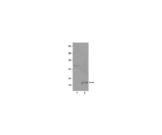 62-8385-20 Anti-monomethyl-Histone H3 (Lys9); 100 μg 07-450