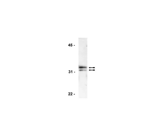 62-8371-23 Anti-Histone H1, clone AE-4; 200 μg 05-457