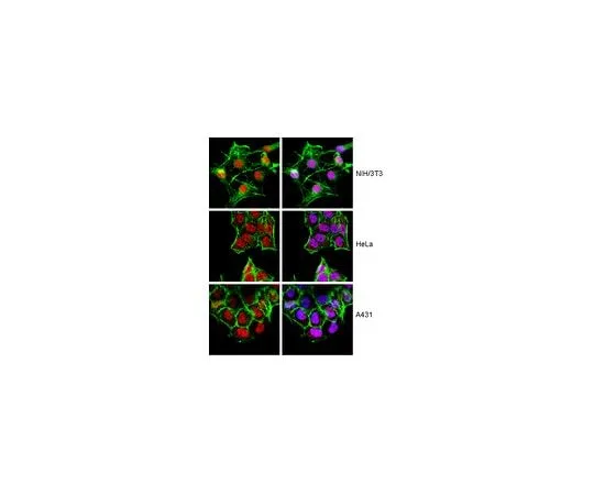 62-8388-27 Anti-FOXH1; 100 μg 07-1708