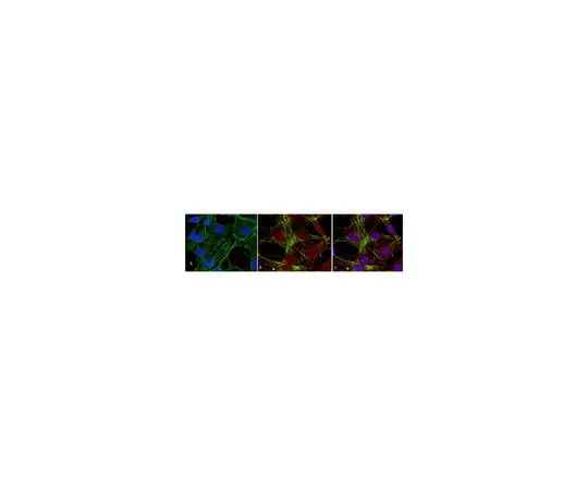62-8373-04 Anti-phospho-Akt (Thr308), clone 50-1C-25; 100 μL 05-802R